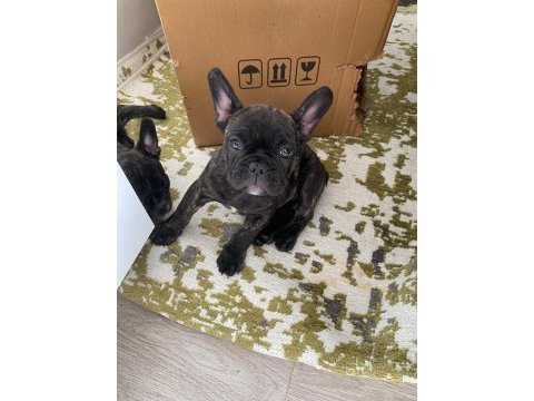 Brındle french bulldog