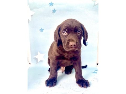 En güzel labrador bebekler