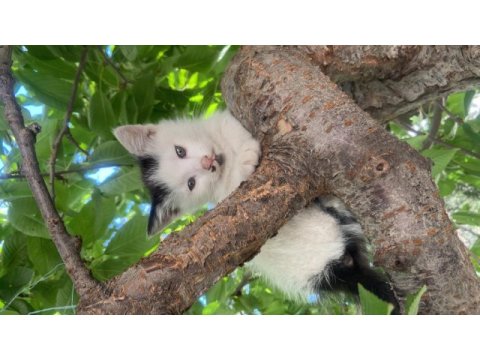 Kedimiz zeyno yeni ailesini arıyor