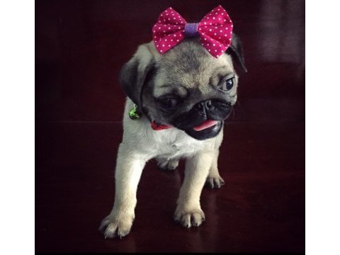 Pug mops bebekler