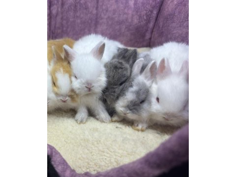 Cüce netherland dwarf tavşan