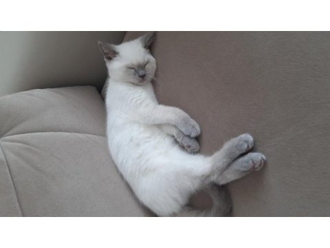 British shorthair kedimizi sahiplendirme