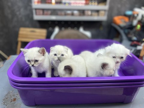 2 scottish fold 3 british yavrularımız