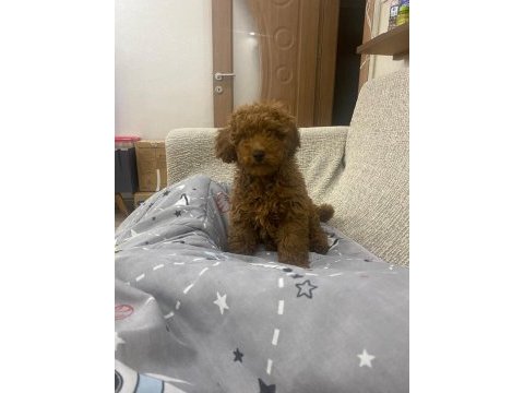 Ev ortamında yetişen poodle bebekler