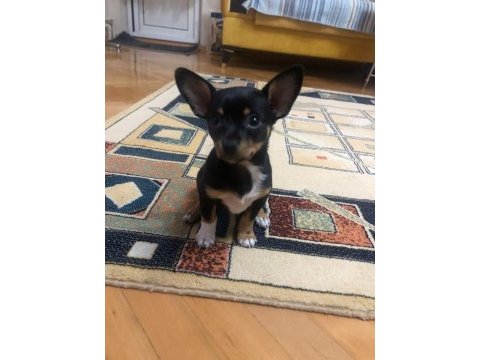 Chihuahua yavrum yeni yuvasını bekliyor