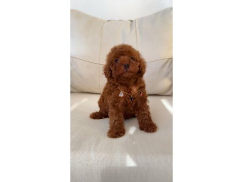 Ev ortamında kore poodle yavrum yeni yuvasına gitmeye hazır