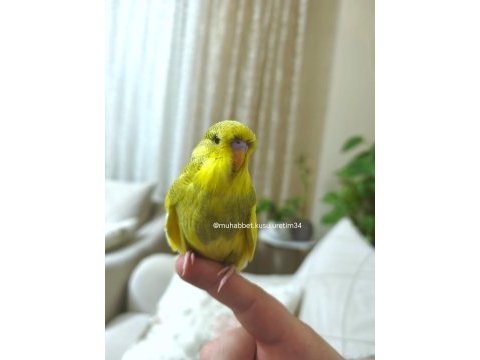 Eğitim vermek için tam zamanı uysal muhabbet kuşu