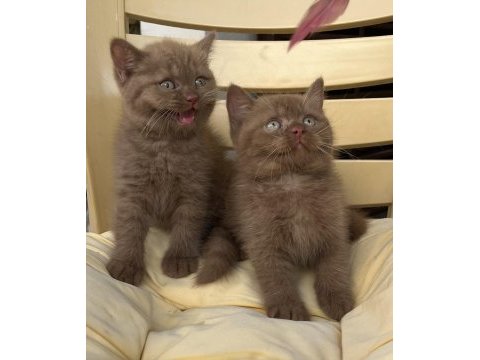 Cinnamon british shorthair