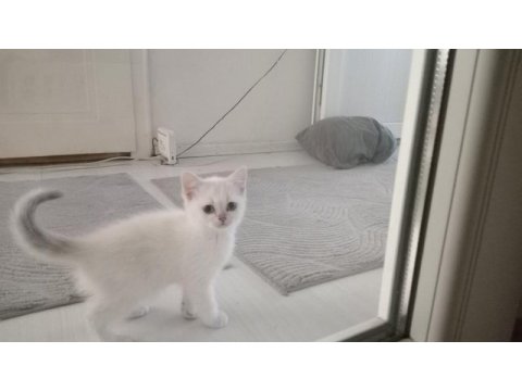 Kediler için yeni sahipler