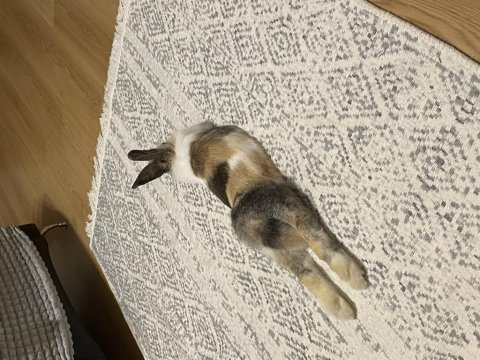Munchie lop kırması tavşan