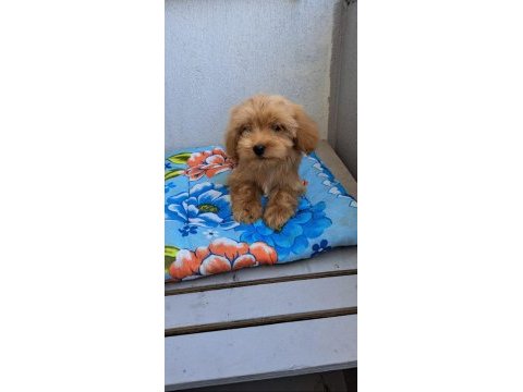 Orjinal bebek yüzlü maltipoo yavrular