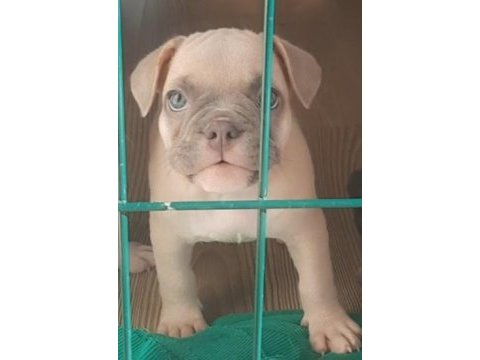 Fluffy ve ısabella taşıyıcı aşılı exotic french bebekleri