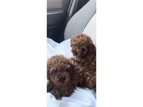 Toy poodle yavrular