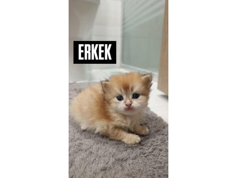 Golden british longhair yavrularımız