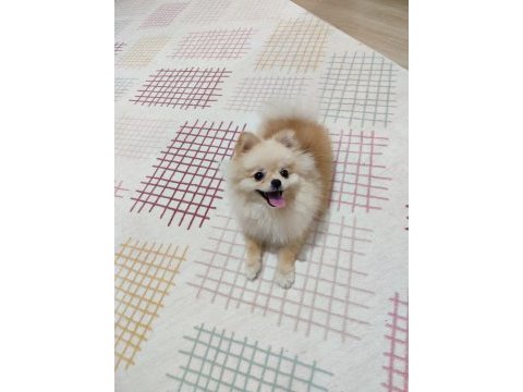 Pomeranian boo mini boy