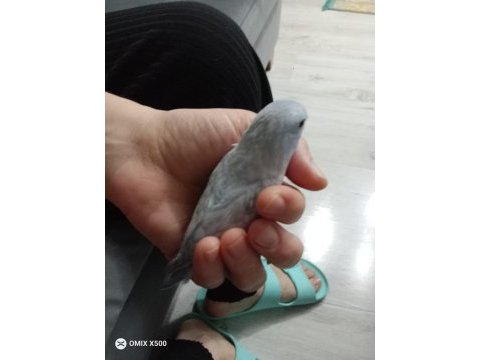 Ele alışık oyun hamuru forpus