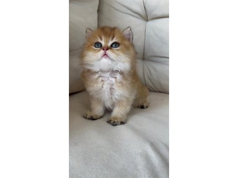 British longhair ny 11