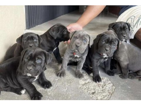 Cane corso köpekleri eğitimli