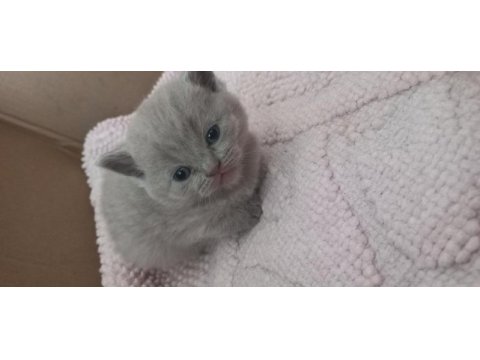 Scottish straight ve scottish fold yavrular
