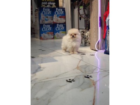 Pomeranian erkek yavru 2 aylık