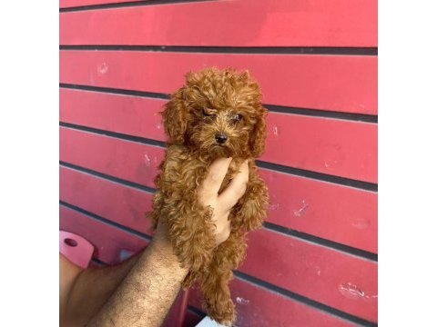 Toy poodle ve kore poodle en küçük boy yavrular
