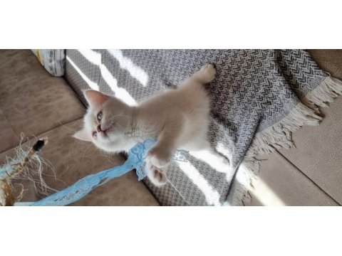 Acil sahiplendirme british shorthair ve blue point yavrular