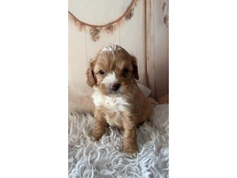 Sevimli maltipoo yavrular yeni yuvasını arıyor!