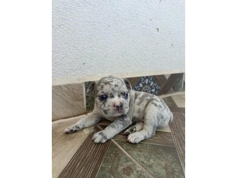Görebileceğiniz en tatlı french bulldog bebekler