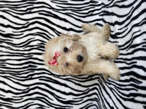 Maltipoo dişi 2 aylık