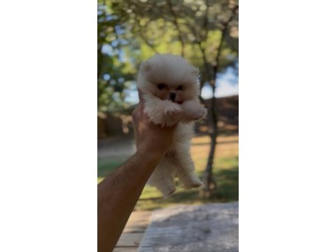 Sağlık ve ırk garantili ayı surat pomeranian yavrular