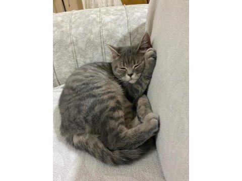9 aylık erkek british shorthair