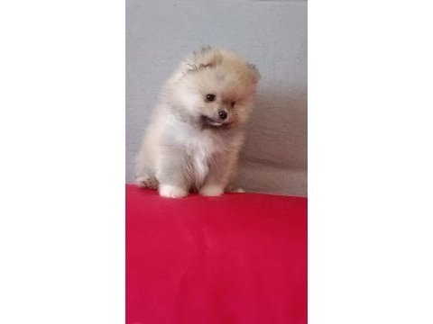 Pomeranian boo baby face
