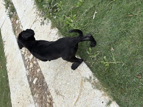 Cane corso safkan yavru