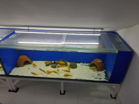 Toplu sahiplendirme tropheus