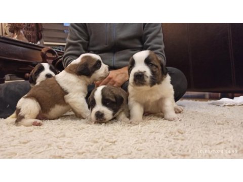 Saint bernard, çiftlik yada petshop değiliz