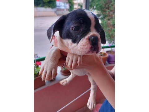 2 aylık fransız bulldog yavruları 7 tane 3 dişi 4 erkek