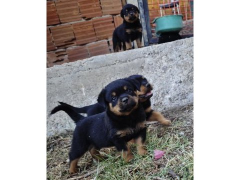 Özel soydan özel rottweiler yavrular