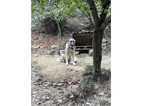 Sağlam kan genç dişi kangal