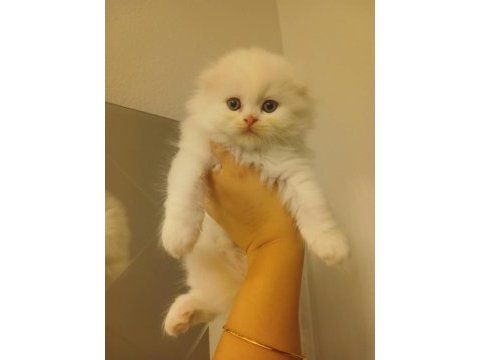 Yavru bembeyaz scottish fold