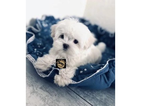 Maltese yavrumuz