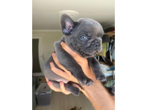 En güzel blue fransız bulldog kız