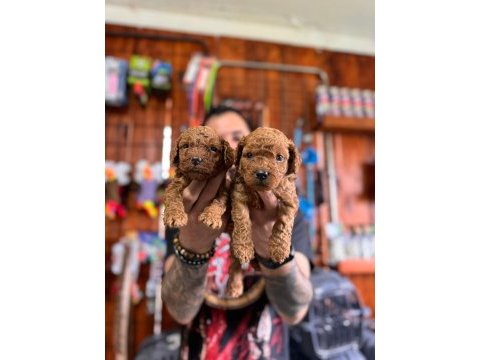 Şecereli toy poodle yavrularımız