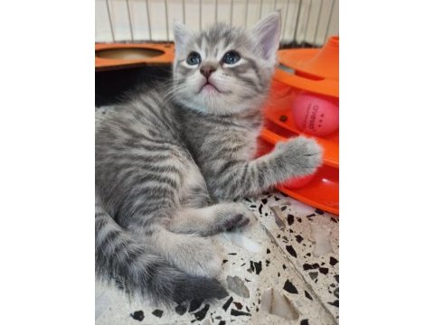 En güzelleri british longhair