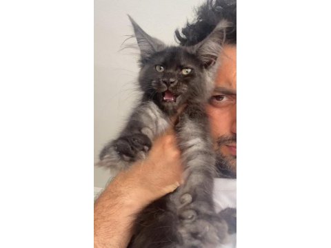 Dev dişi xxxl siyah duman maine coon