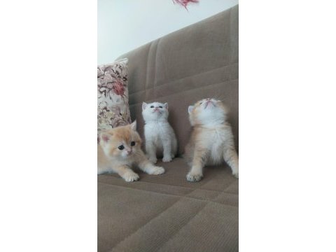 Safkan scrli british shorthair