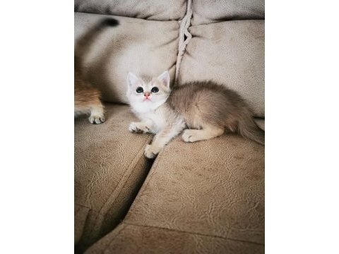 British shorthair yavrular