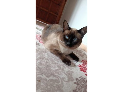 Siyam kedisi eş bulma