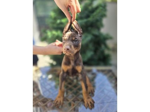 Kızıl ve klasik king doberman yavrular