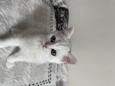Sliver yavru kedi