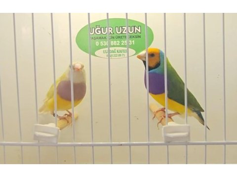 Şampiyonundan jumbo gouldian finch gökkuşağı ispinozu